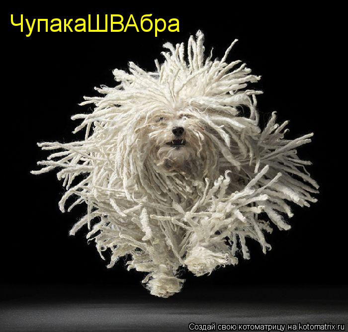 ЧупакаШВАбра... Котоматрица: ЧупакаШВАбра