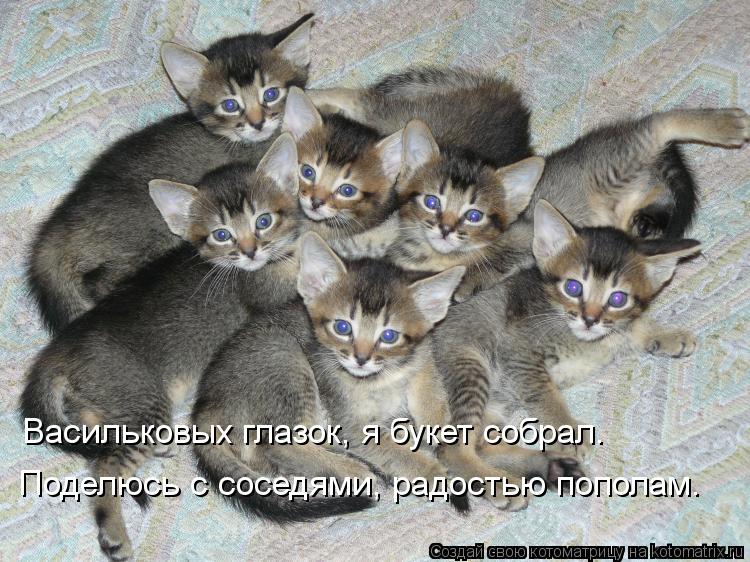 Котоматрица: Поделюсь с соседями, радостью пополам. Васильковых глазок, я букет собрал.