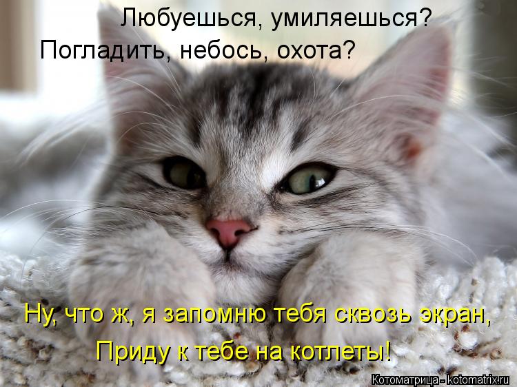 Любуешься, умиляешься? Погладить, небось, охота? Приду к тебе на котлеты! Ну, что ж, я запомню тебя с... Котоматрица: Любуешься, умиляешься? Погладить, небось, охота? Приду к тебе на котлеты! Ну, что ж, я запомню тебя сквозь экран,