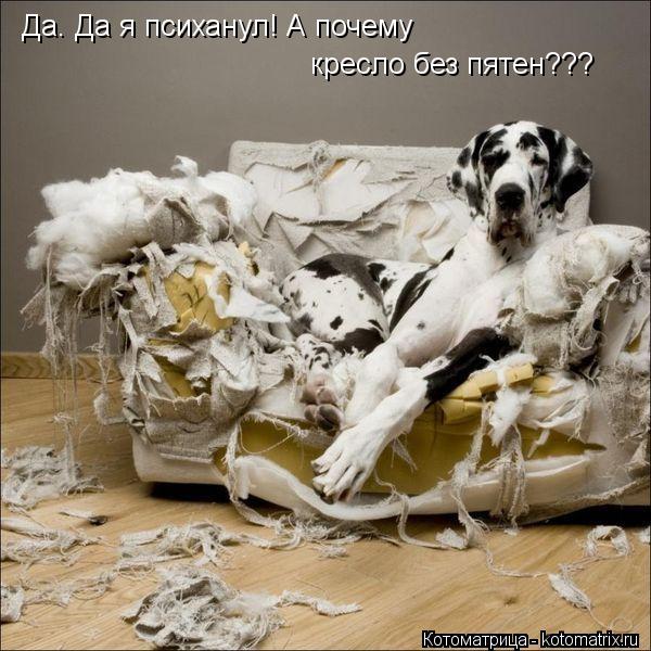 Да. Да я психанул! А почему кресло без пятен???... Котоматрица: Да. Да я психанул! А почему кресло без пятен???