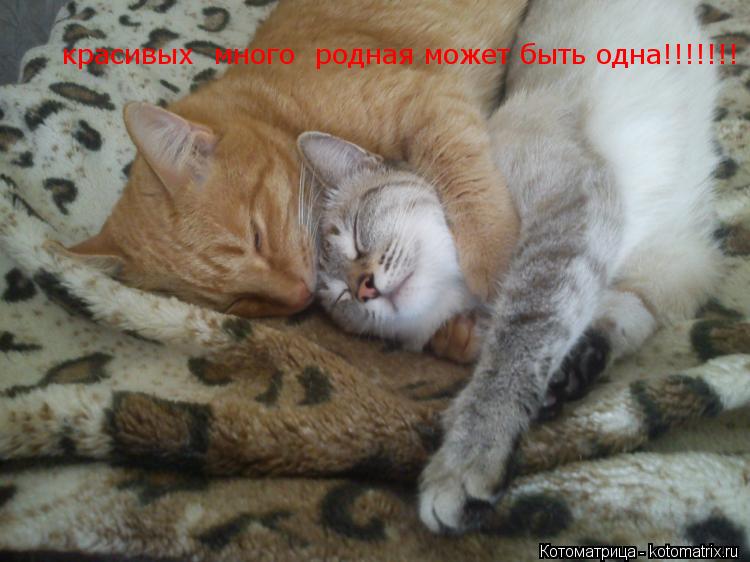 красивых много родная может быть одна!!!!!!!... Котоматрица: красивых много родная может быть одна!!!!!!!