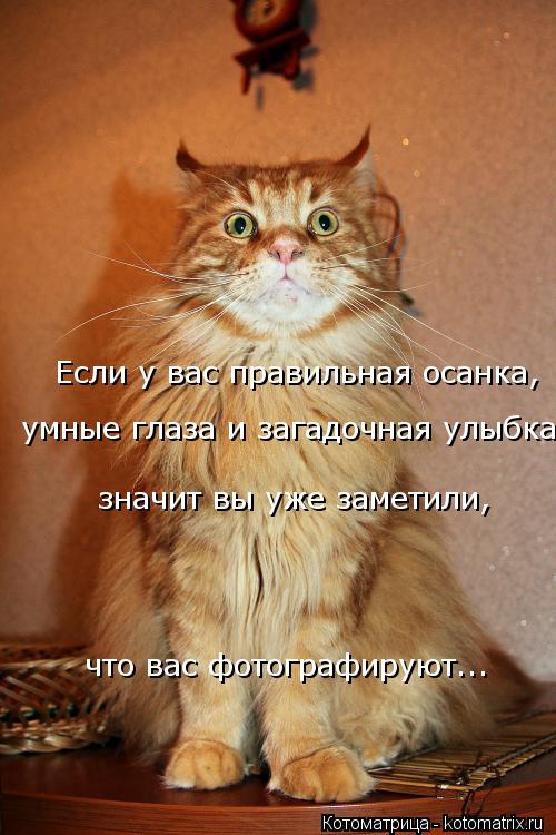 Если у вас правильная осанка, умные глаза и загадочная улыбка, значит вы уже заметили, что вас фот... Котоматрица: Если у вас правильная осанка, умные глаза и загадочная улыбка, значит вы уже заметили, что вас фотографируют...