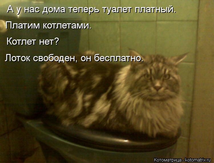 А у нас дома теперь туалет платный. Платим котлетами. Котлет нет? Лоток свободен, он бесплатно.... Котоматрица: А у нас дома теперь туалет платный. Платим котлетами. Котлет нет? Лоток свободен, он бесплатно.