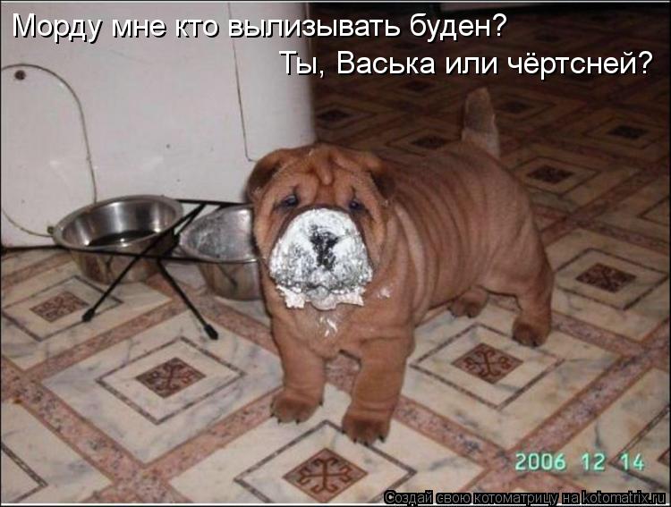 Котоматрица: Морду мне кто вылизывать буден? Ты, Васька или чёртсней?
