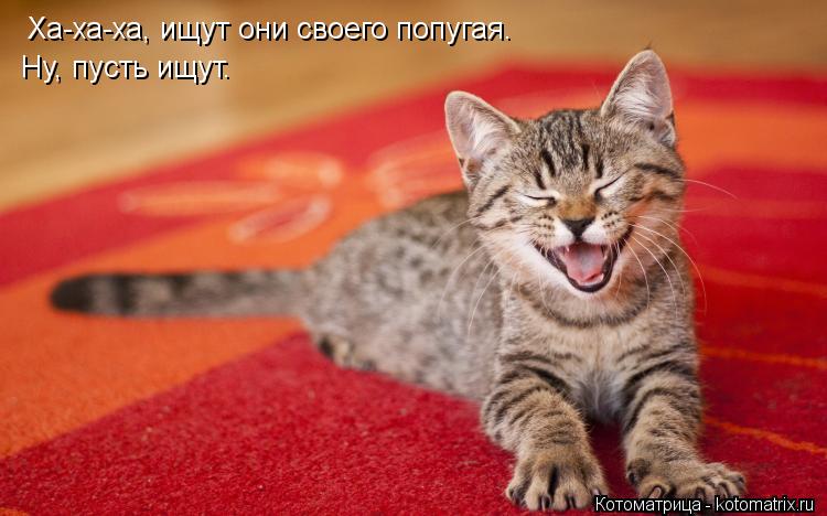 Ха-ха-ха, ищут они своего попугая. Ну, пусть ищут.... Котоматрица: Ха-ха-ха, ищут они своего попугая. Ну, пусть ищут.