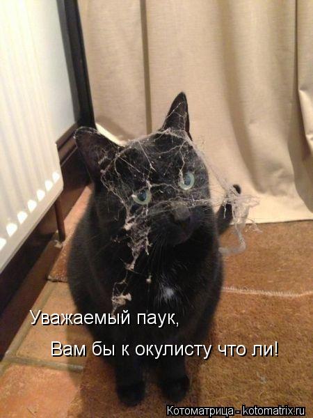 Уважаемый паук, Вам бы к окулисту что ли!... Котоматрица: Уважаемый паук, Вам бы к окулисту что ли!