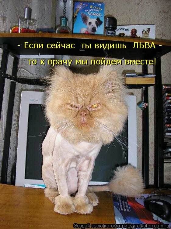 Котоматрица: то к врачу мы пойдем вместе! - Если сейчас  ты видишь  ЛЬВА -