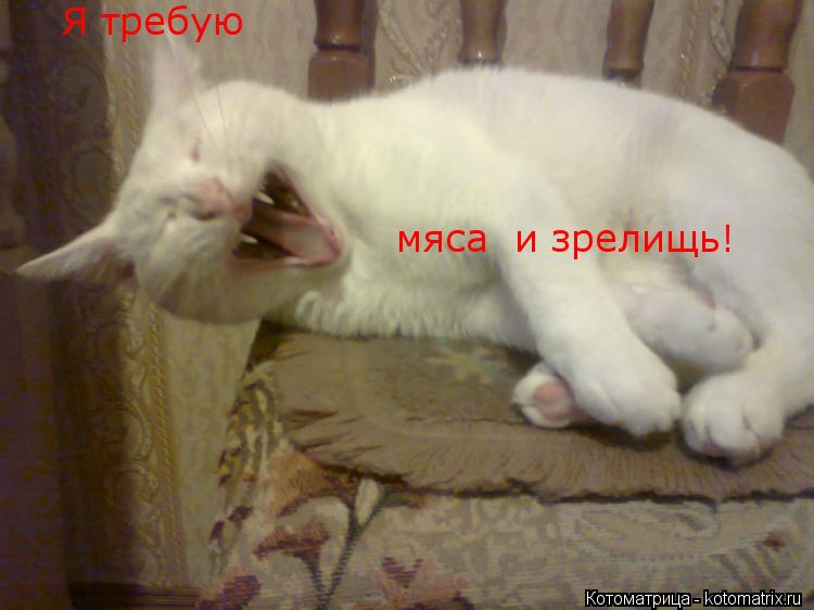 Я требую мяса и зрелищь!... Котоматрица: Я требую мяса и зрелищь!