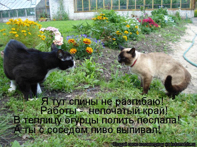 Котоматрица: Я тут спины не разгибаю! Работы -  непочатый край! В теплицу огурцы полить послала! А ты с соседом пиво выпивал!