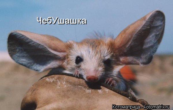 ЧебУшашка... Котоматрица: ЧебУшашка