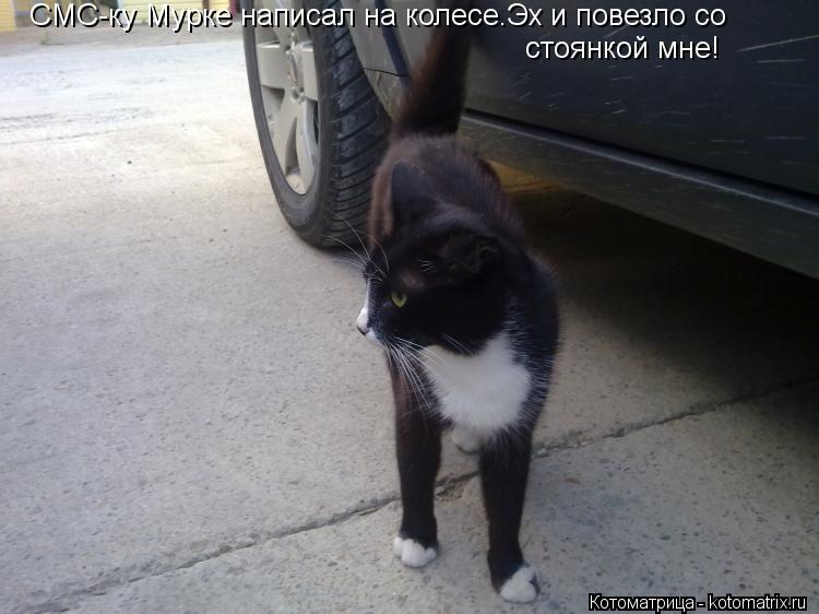 СМС-ку Мурке написал на колесе.Эх и повезло со стоянкой мне!... Котоматрица: СМС-ку Мурке написал на колесе.Эх и повезло со стоянкой мне!