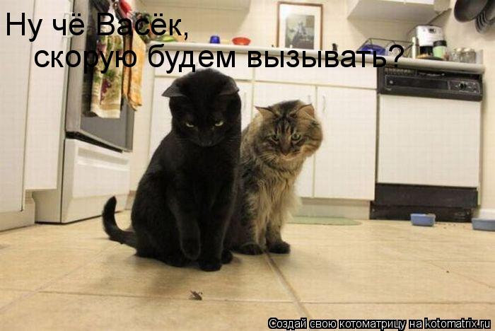 Ну чё Васёк, скорую будем вызывать?... Котоматрица: Ну чё Васёк, скорую будем вызывать?