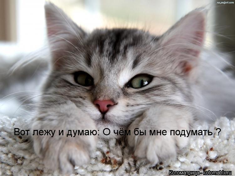 Вот лежу и думаю: О чём бы мне подумать ?... Котоматрица: Вот лежу и думаю: О чём бы мне подумать ?
