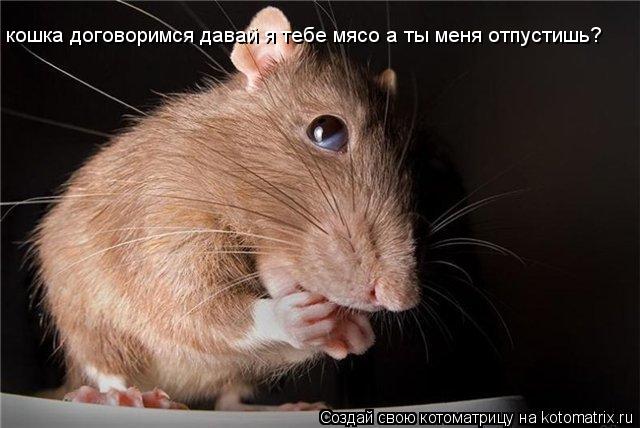 кошка договоримся давай я тебе мясо а ты меня отпустишь?... Котоматрица: кошка договоримся давай я тебе мясо а ты меня отпустишь?