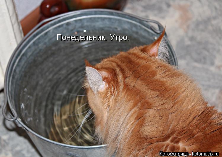 Понедельник. Утро.... Котоматрица: Понедельник. Утро.