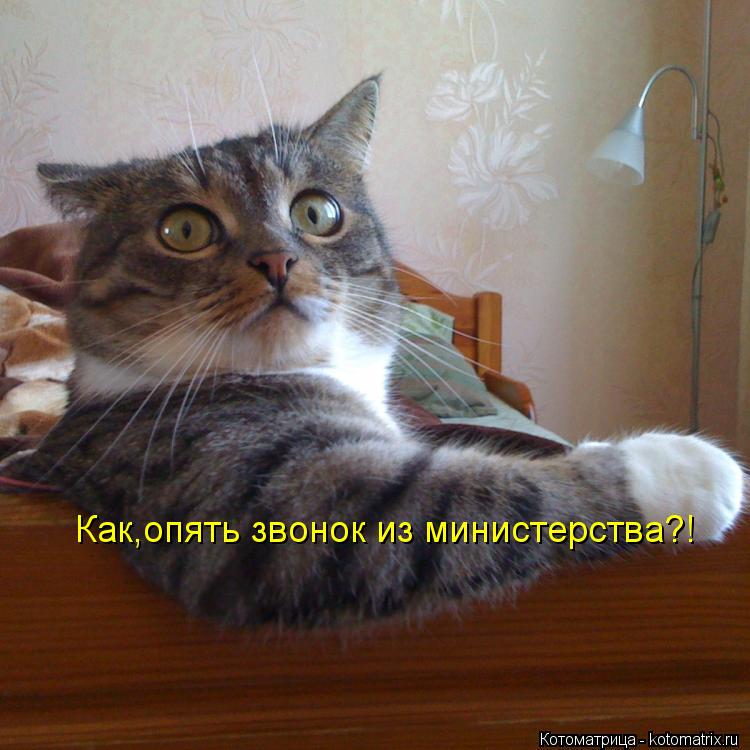 Как,опять звонок из министерства?!... Котоматрица: Как,опять звонок из министерства?!