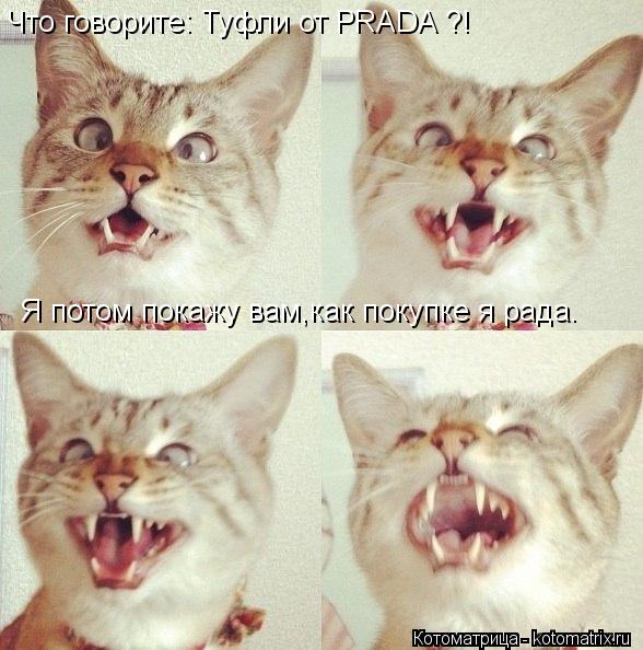 Что говорите: Туфли от PRADA ?! Я потом покажу вам,как покупке я рада.... Котоматрица: Что говорите: Туфли от PRADA ?! Я потом покажу вам,как покупке я рада.