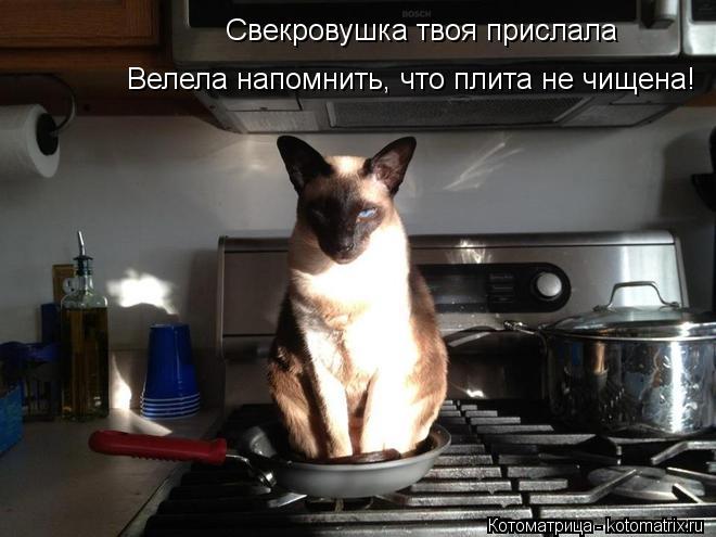 Свекровушка твоя прислала Велела напомнить, что плита не чищена!... Котоматрица: Свекровушка твоя прислала Велела напомнить, что плита не чищена!