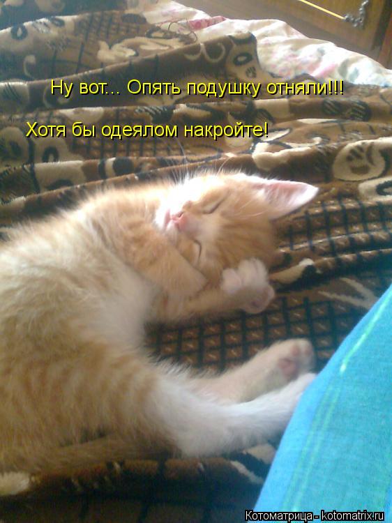 Ну вот... Опять подушку отняли!!! Хотя бы одеялом накройте!... Котоматрица: Ну вот... Опять подушку отняли!!! Хотя бы одеялом накройте!