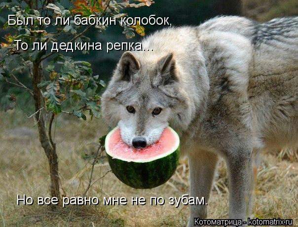 Был то ли бабкин колобок, То ли дедкина репка... Но все равно мне не по зубам.... Котоматрица: Был то ли бабкин колобок, То ли дедкина репка... Но все равно мне не по зубам.