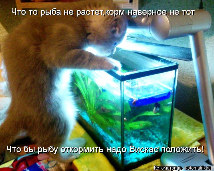 Что то рыба не растет,корм наверное не тот. Что бы рыбу откормить надо Вискас положить!... Котоматрица: Что то рыба не растет,корм наверное не тот. Что бы рыбу откормить надо Вискас положить!