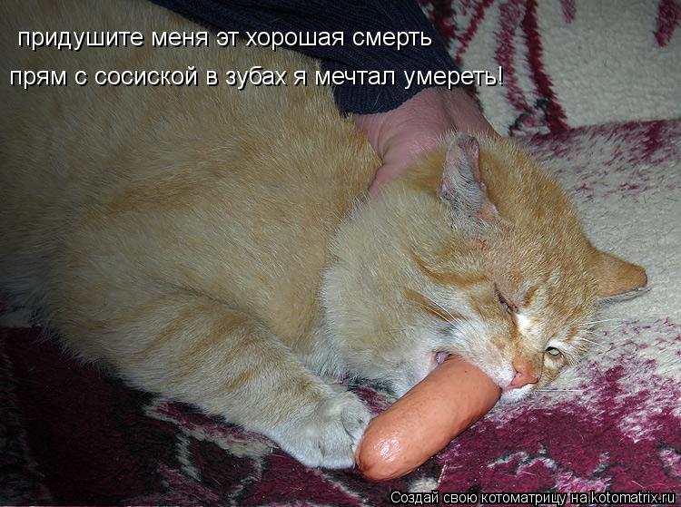 придушите меня эт хорошая смерть прям с сосиской в зубах я мечтал умереть!... Котоматрица: придушите меня эт хорошая смерть прям с сосиской в зубах я мечтал умереть!