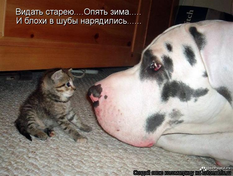 Видать старею....Опять зима..... И блохи в шубы нарядились......... Котоматрица: Видать старею....Опять зима..... И блохи в шубы нарядились......