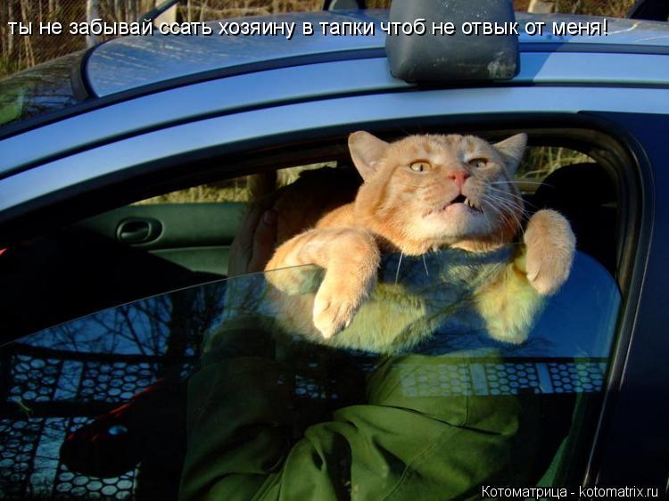 ты не забывай ссать хозяину в тапки чтоб не отвык от меня!... Котоматрица: ты не забывай ссать хозяину в тапки чтоб не отвык от меня!
