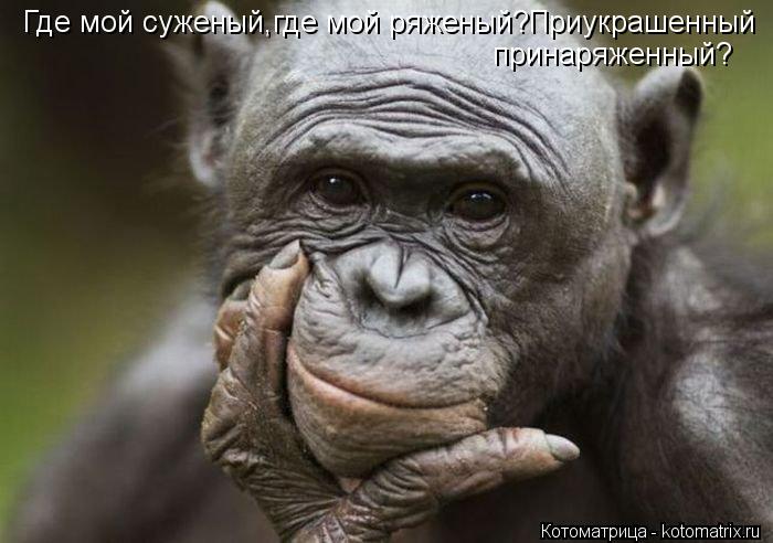 Где мой суженый,где мой ряженый?Приукрашенный принаряженный?... Котоматрица: Где мой суженый,где мой ряженый?Приукрашенный принаряженный?