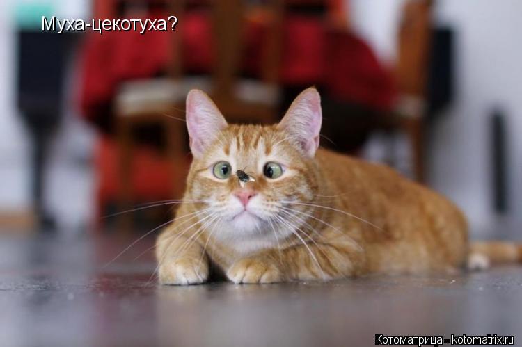 Муха-цекотуха?... Котоматрица: Муха-цекотуха?
