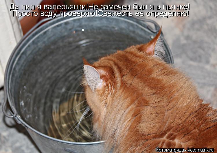 Да пил я валерьянки!Не замечен был я в пьянке! Просто воду проверяю!Свежесть ее определяю!... Котоматрица: Да пил я валерьянки!Не замечен был я в пьянке! Просто воду проверяю!Свежесть ее определяю!