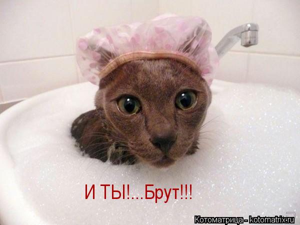 И ТЫ!...Брут!!!... Котоматрица: И ТЫ!...Брут!!!