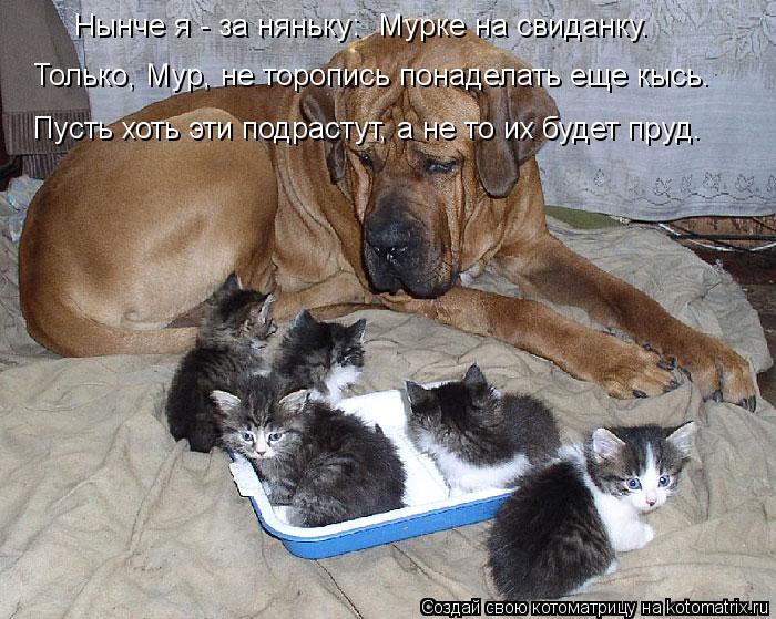 Нынче я - за няньку: Мурке на свиданку. Только, Мур, не торопись понаделать еще кысь. Пусть хоть эти... Котоматрица: Нынче я - за няньку: Мурке на свиданку. Только, Мур, не торопись понаделать еще кысь. Пусть хоть эти подрастут, а не то их будет пруд.