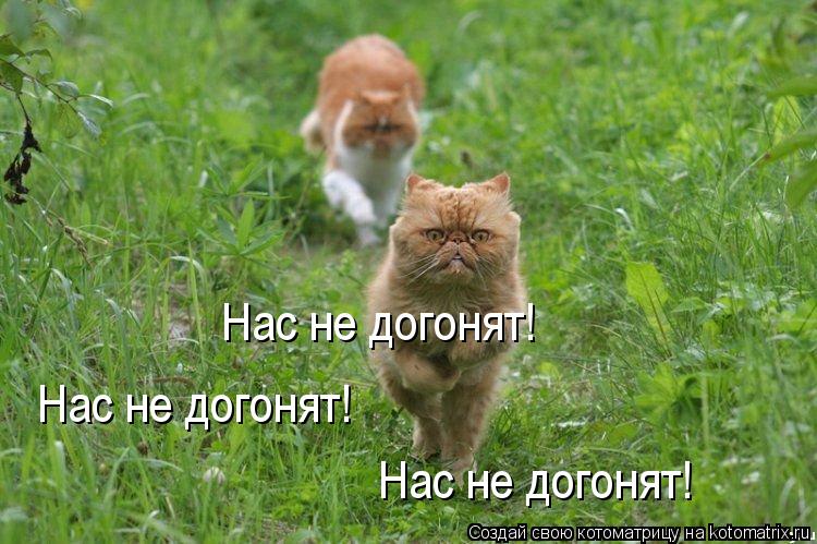 Нас не догонят! Нас не догонят! Нас не догонят!... Котоматрица: Нас не догонят! Нас не догонят! Нас не догонят!