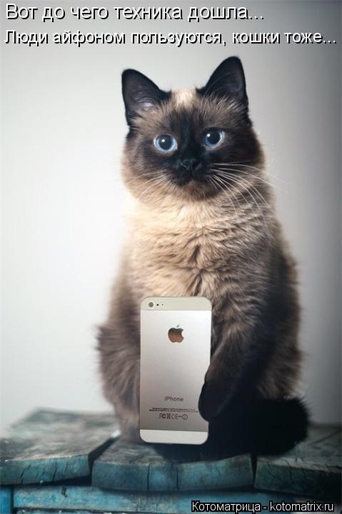 Вот до чего техника дошла... Люди айфоном пользуются, кошки тоже...... Котоматрица: Вот до чего техника дошла... Люди айфоном пользуются, кошки тоже...