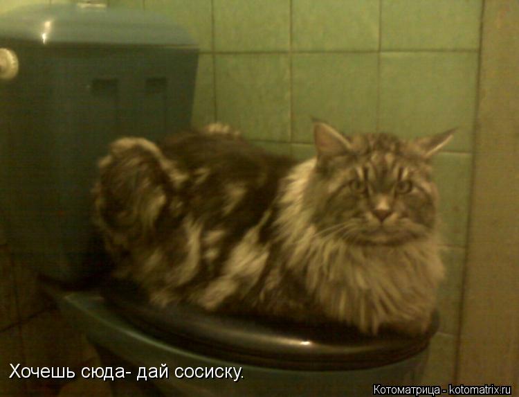 Хочешь сюда- дай сосиску.... Котоматрица: Хочешь сюда- дай сосиску.