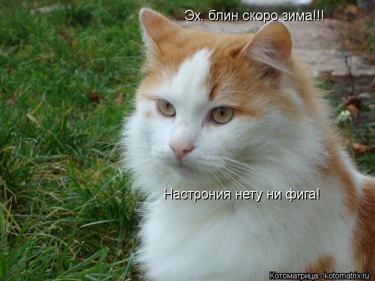Котоматрица: Эх, блин скоро зима!!! Настрония нету ни фига!