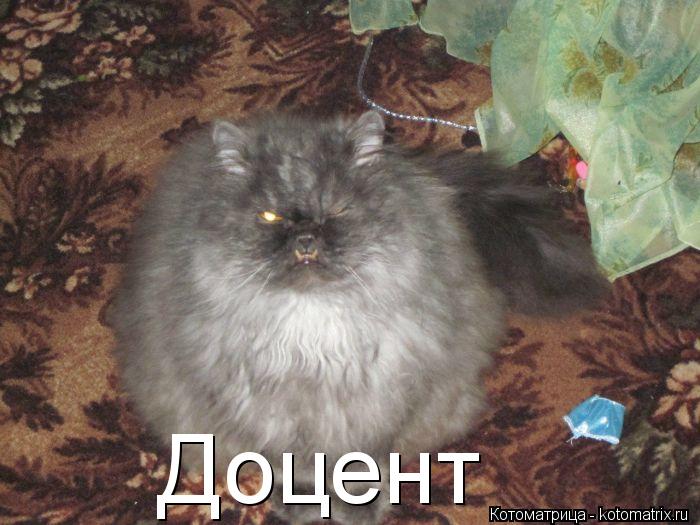 Доцент... Котоматрица: Доцент