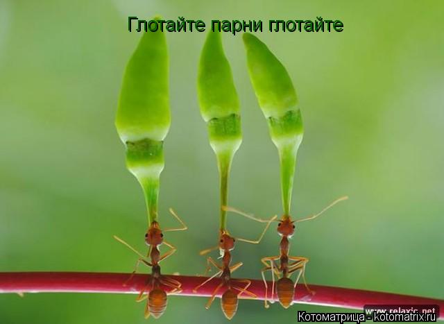 Котоматрица: Глотайте парни глотайте
