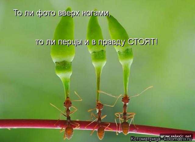 То ли фото вверх ногами, то ли перцы и в правду СТОЯТ!... Котоматрица: То ли фото вверх ногами, то ли перцы и в правду СТОЯТ!