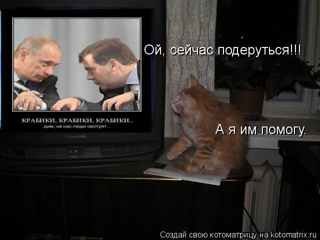 Ой, сейчас подеруться!!! А я им помогу.... Котоматрица: Ой, сейчас подеруться!!! А я им помогу.