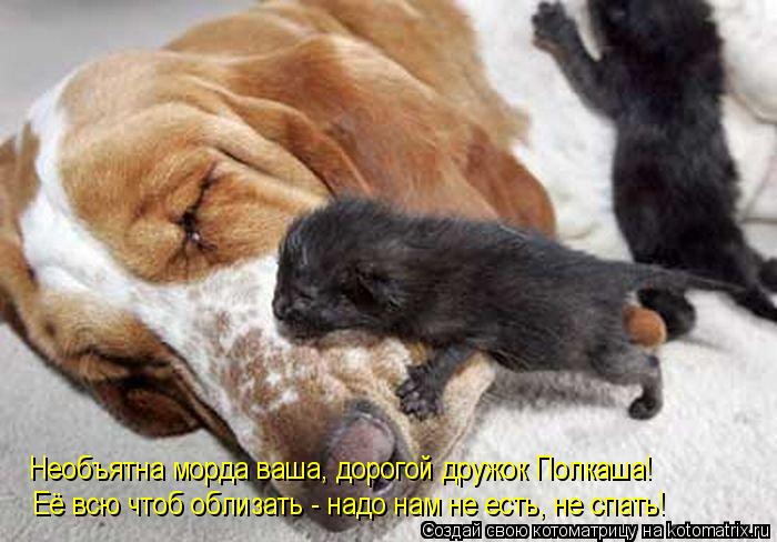 Необъятна морда ваша, дорогой дружок Полкаша! Её всю чтоб облизать - надо нам не есть, не спать!... Котоматрица: Необъятна морда ваша, дорогой дружок Полкаша! Её всю чтоб облизать - надо нам не есть, не спать!