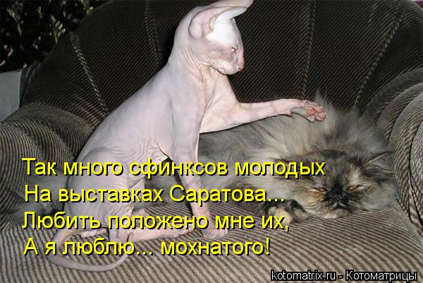 Так много сфинксов молодых На выставках Саратова... Любить положено мне их, А я люблю... мохнатого!... Котоматрица: Так много сфинксов молодых На выставках Саратова... Любить положено мне их, А я люблю... мохнатого!
