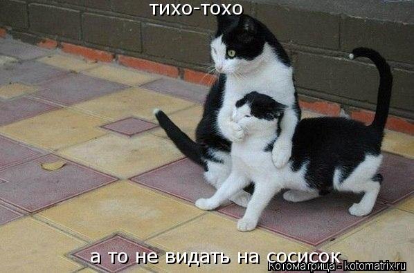 Котоматрица: тихо-тохо а то не видать на сосисок