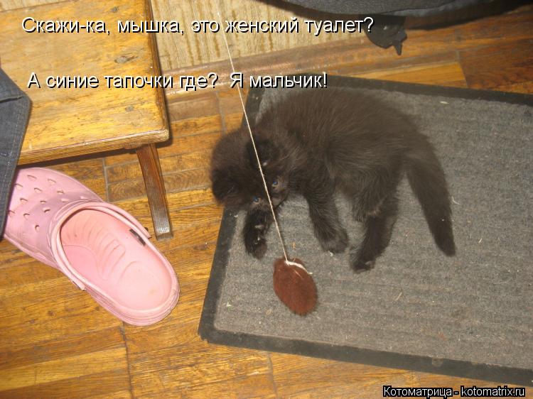Скажи-ка, мышка, это женский туалет? А синие тапочки где? Я мальчик!... Котоматрица: Скажи-ка, мышка, это женский туалет? А синие тапочки где? Я мальчик!