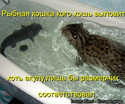 Котоматрица: Рыбная кошка кого хошь выловит хоть акулу,лишь бы размерчик соответствовал.