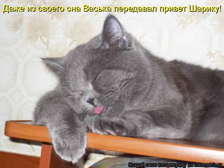 Котоматрица: Даже из своего сна Васька передавал привет Шарику!