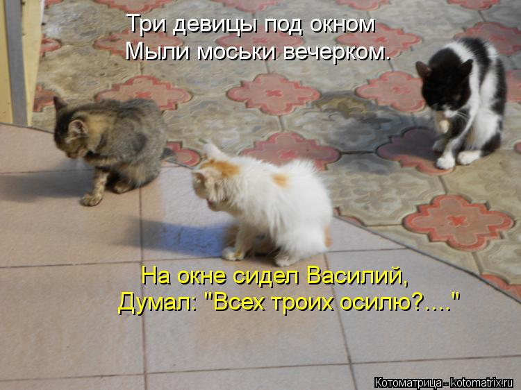 Котоматрица: Три девицы под окном Мыли моськи вечерком. На окне сидел Василий, Думал: "Всех троих осилю?...."