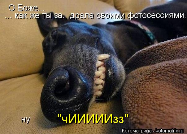 О Боже... ... как же ты за.. драла своими фотосессиями. ну "чИИИИИзз"... Котоматрица: О Боже... ... как же ты за.. драла своими фотосессиями. ну "чИИИИИзз"