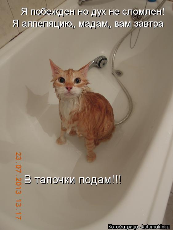 Я побежден но дух не сломлен! Я аппеляцию„ мадам„ вам завтра В тапочки подам!!!... Котоматрица: Я побежден но дух не сломлен! Я аппеляцию„ мадам„ вам завтра В тапочки подам!!!